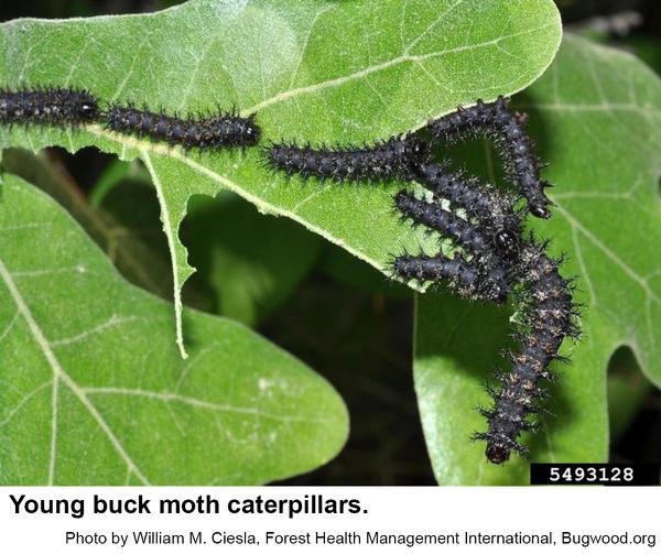 Young buck moth caterpillars 